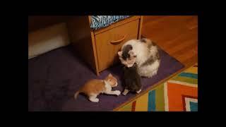 The Kitten Chronicles (Day 28)