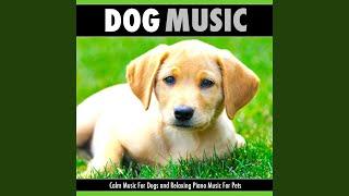 Dog Music Oasis