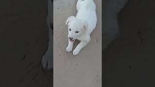 trending short #cute dog wairel