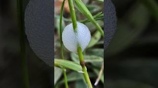 The froghoppers, or the superfamily Cercopoidea #photography #shorts #macro #viral #nature #plants