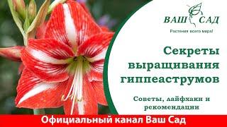 Гиппеаструм в доме, лайфхаки для успешного выращивания от Ваш сад