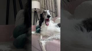 abby’s life is so hard #borzoi #recent #fyp #doglovers #cry #series