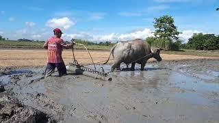 BUHAY FARMER | GAWA TAYO PUNLAAN NG PALAY, PAANO GUMAWA AT MAAYOS NA PAGGAWA NG PUNLAAN NG PALAY 