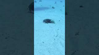 Abudjubbe wrasse Part 1