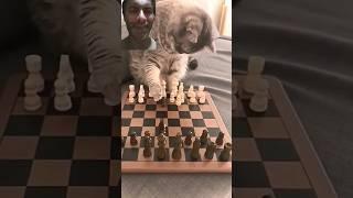 chessplayer | My dear cato #intrestingfacts #cat #funnymoment #playingchess #shortviralvideo #2024