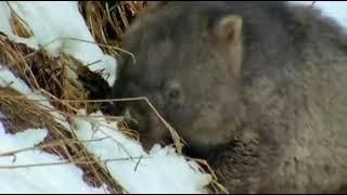 The Wombat