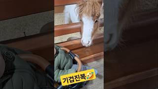 말도 아기를 알아보지만 진복은 깜놀