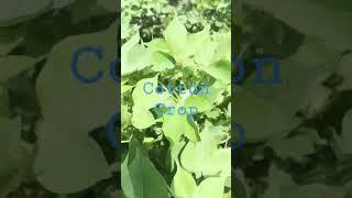 cotton crop season 2023 #dailyvlogging #vlog