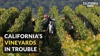 California Wineries on Brink of Losing Everything