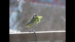 voix du printemps