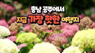 여름날, 유구색동수국정원 다시보기!