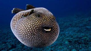 Top 10 Most Poisonous Fish Species in The World