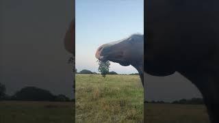 Retired Horse Enjoying Daily Belly Scratches