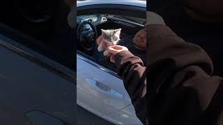 Found the cutest kitten on planet earth