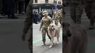 Irish Wolfhound at the St Patrick’s Day Parade ️