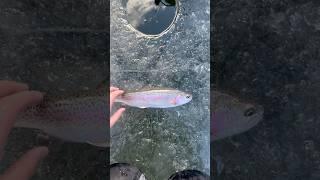 Nice rainbow trout through the ice #fishing #southdakota #icefishingtrout #trout #shorts