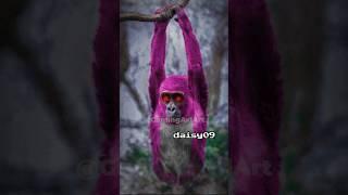 Timelapse edit of daisy09 🪦#daisy09 #gorillatag #gorillatagghost #gorillatagvr #gtag #creepypasta