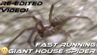 🟢 Giant House Spider Running Fast! Rare Action Video