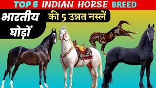 top 5 Indian horse breed || best indian horse breed || marwari horse || kathiyawadi horse