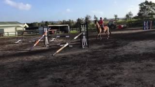 Kingcroft Flynn - Showhunter Clinic