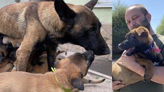 The puppies are seven weeks old. Feeding the predators 