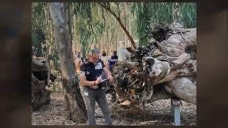 יער האפשרויות