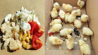 Homemade Baby Chick Food | Newborn Baby Chicks First Food | What do Baby Chickens Eat ? | Dr. ARSHAD