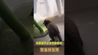 胖貓竟用很帥的姿勢爬起來！？   【榮師傅短片】 #cat #豆漿 #榮師傅 #俊榮 #豆漿娘娘 #貓