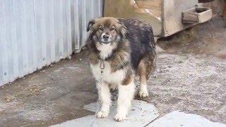 Приют для собак: Друг