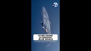 Breathtaking underwater video: Diver swims alongside blue whale