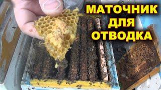 Вырезаю маточник для отводка.