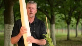 The Ultimate Food Plot Tree: Dunstan Chestnut, Part 2