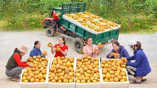 Use Truck To Harvesting Many Orange Goes To Countryside Market Sell With LINH | Daily Farm