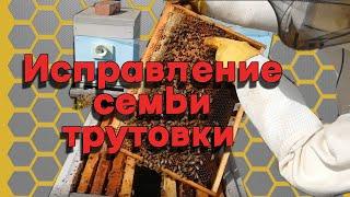 Исправление семьи трутовки.-Пчелы трутовки и способы исправления.