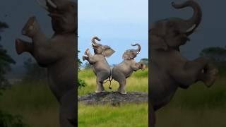 Elephant Dance Shorts Video! #elephant #elephants #elephantdance #funnyelephant #shortvideo #animals