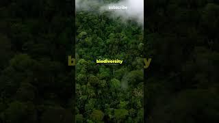 Importance of Amazon rainforest facts incredible #facts #trending