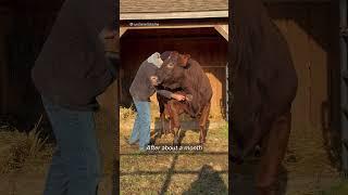 It was love at first sight when these rescue cows met 