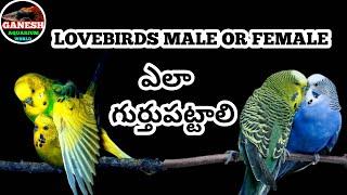 budgies male and female identify lovebirds ఆడ మగ అనేవి ఎలా కనిపెట్టాలి #ganeshaquariumworld