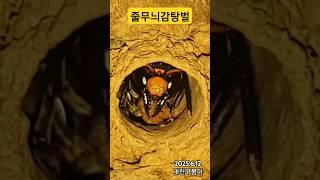 럴수럴수 이럴수가 있나?! 나오는데 떠억하니~눈이 마주치더니 당황해합니다.#우리동네#줄무늬감탕벌 #벌볼일있는사람들#superlady#Orancistrocerus_drewseni