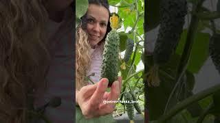 #огород #урожай #огурцывтеплице #буднифермера
