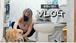 [VLOG] 강아지랑 같이 살기 #40 | 트랜스젠더 transgender 치와와 브이로그 반려견