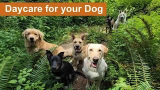 Daycare for your dog   Keep your dog busy while you are away or entertained while you cuddle