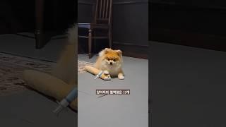 그거 아세요? 강아지TMI(꼬순내는 사랑)