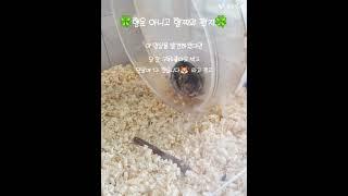 행운 아니구 햄찌의 편지^^ #햄찌#로찌#루찌#서찌#햄찌왕국#행운의편지#햄스터#편집#로블계#편지#음원#오타쿠댄스#후추#추천#떡상기원#오타쿠확인법#귀요미#리즘아부탁해