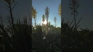 Adam’s Needle Yucca Flower Tea #forager #flowertea #yuccaplantas #yucca
