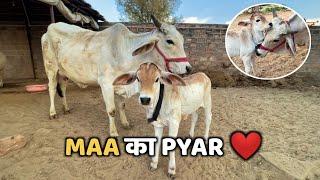 Prabha Loves Vrinda | Mother Cow Loving her Calf | Cow & Calf Bonding ️| Cowsblike