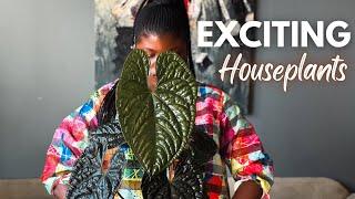 Unique Houseplants for any collection || Favorite plants October 2024