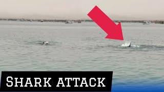 Shark attack: Moment Russian man mauled and killed by shark in Egypt | Russian news | Russia war