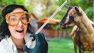 My First Time Artificially Inseminating a Goat – and I Didn't Expect This to Happen! 