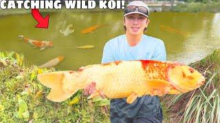 Catching MONSTER Koi Fish in the WILD!